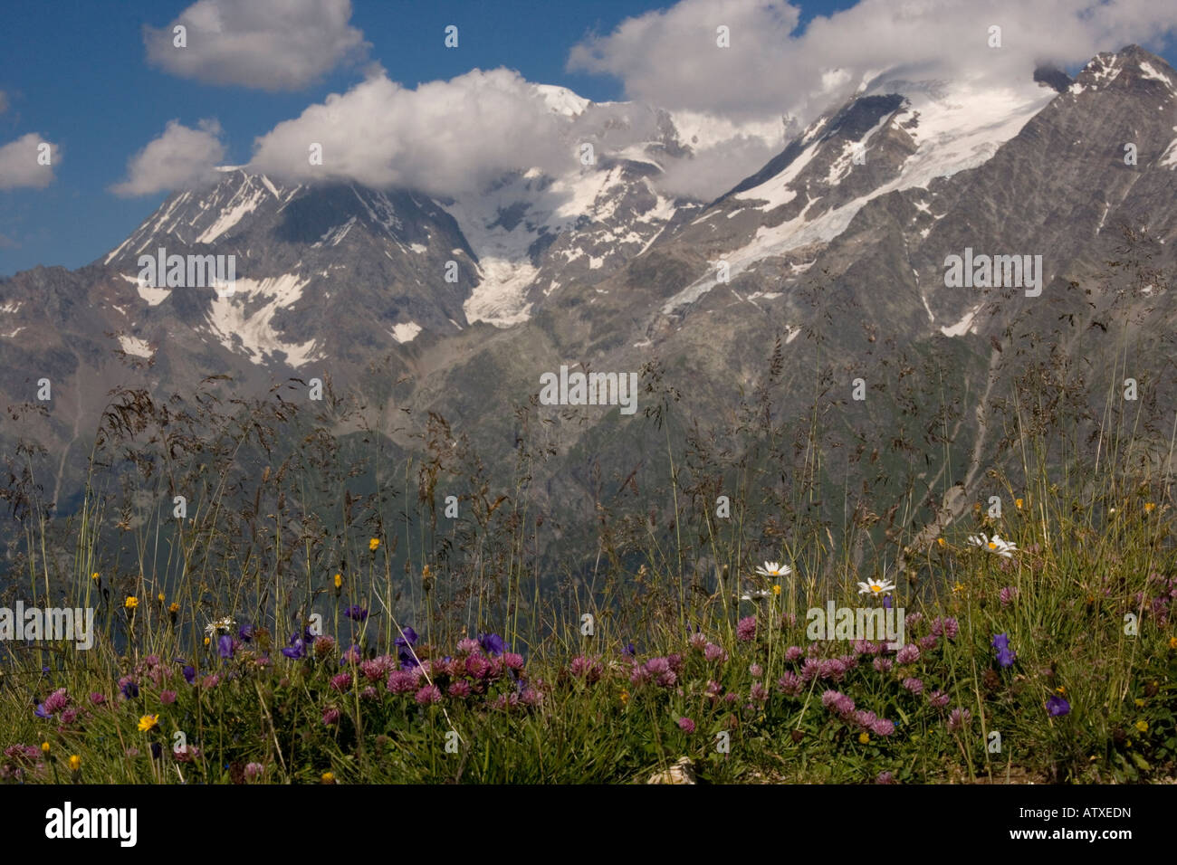 Mont Blanc, France Highest mountain in Europe 4807 metres with alpine flowers in foreground