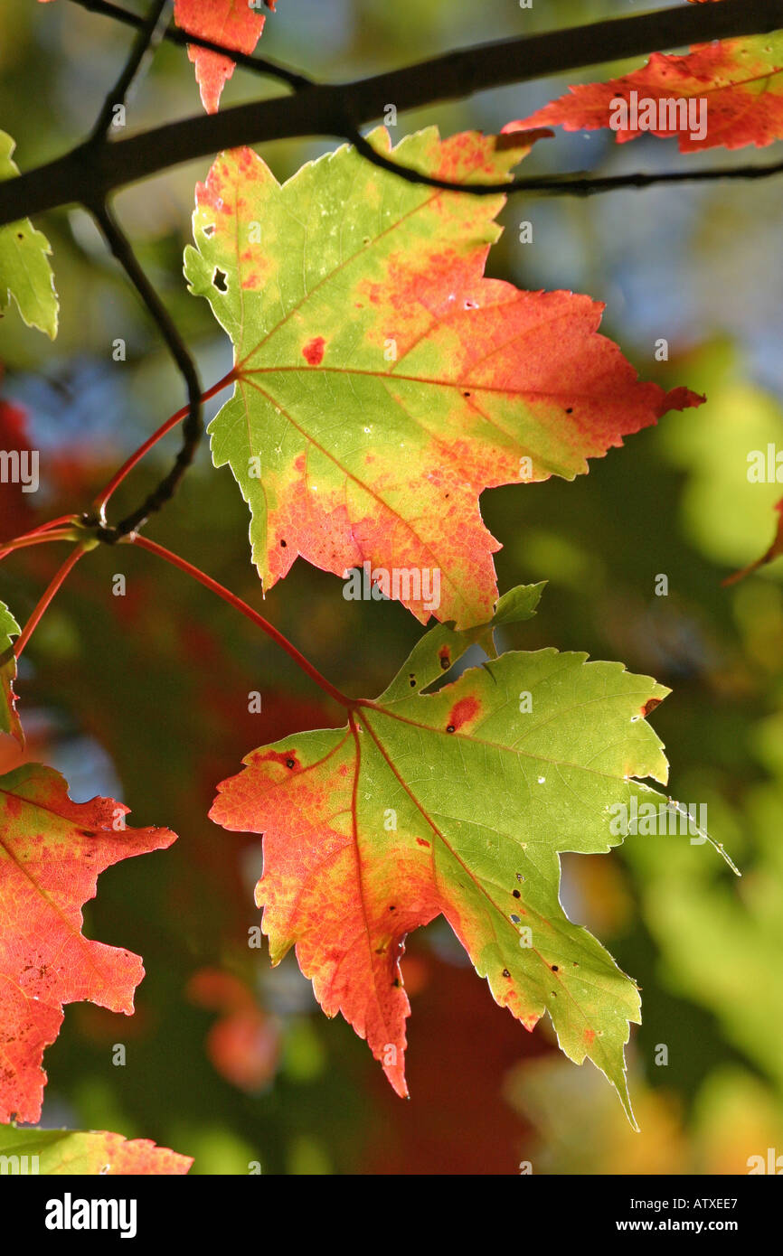 Maple tree 2 hi-res stock photography and images - Alamy
