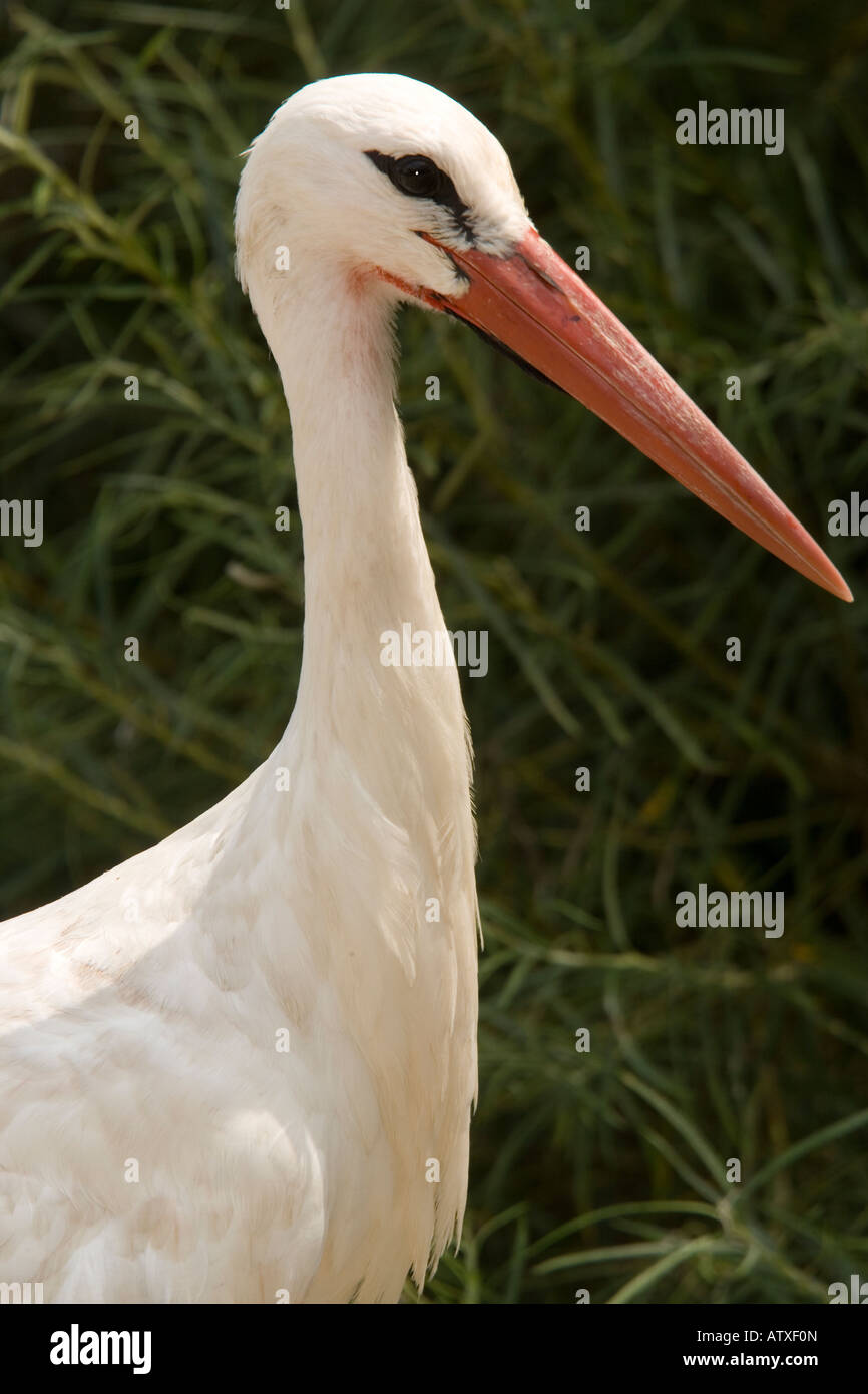 White Stork Ciconia ciconia Stock Photo