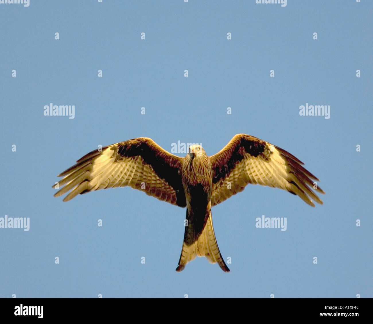 Red Kite in flight over countryside in Wales. Stock Photo