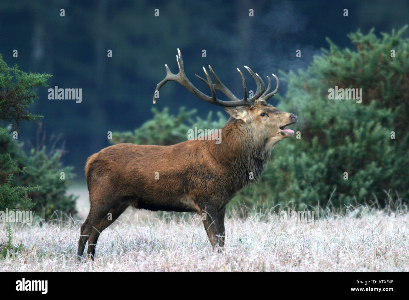 Red Deer, New Forest, Hampshire, England Stock Photo Alamy Red Deer, New Forest, Hampshire, England Stock Photo Alamy