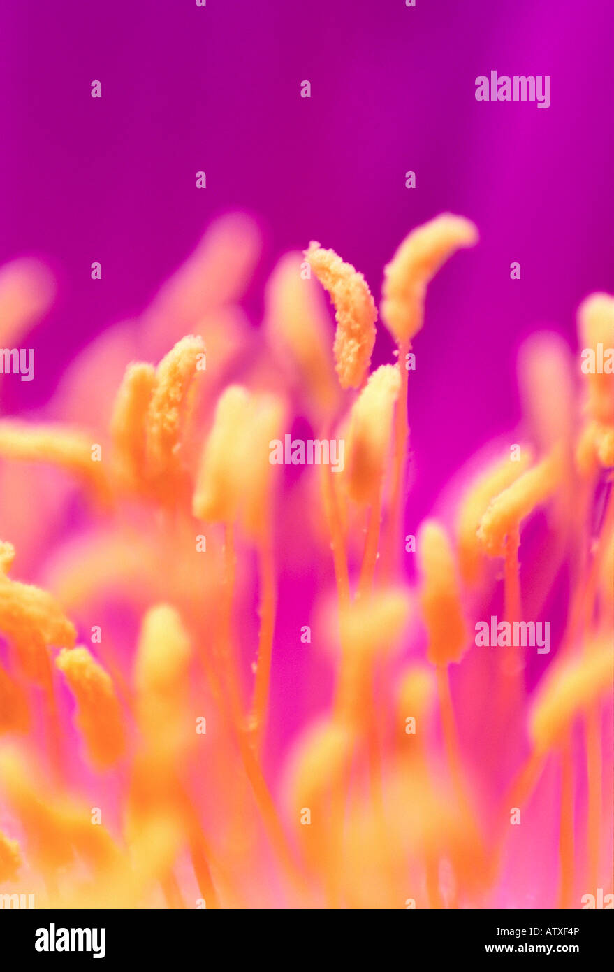 "closeup" of "ice plant" wildflower stamen Stock Photo