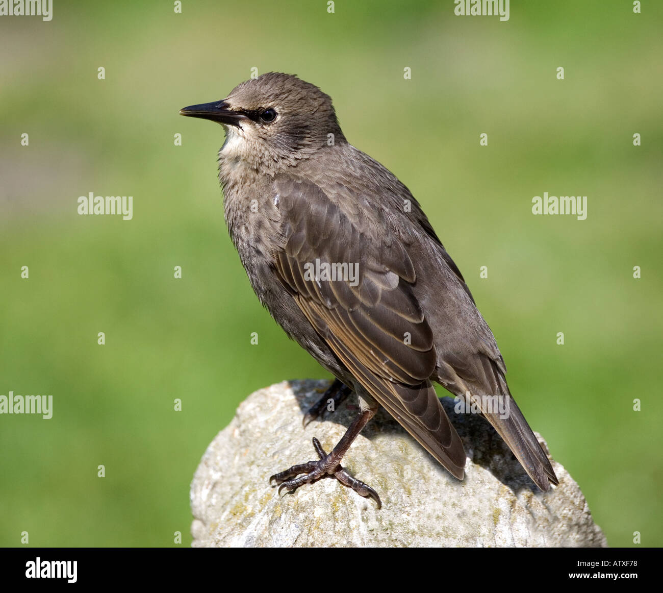 Starling juvenile sitting rock. Stock Photo