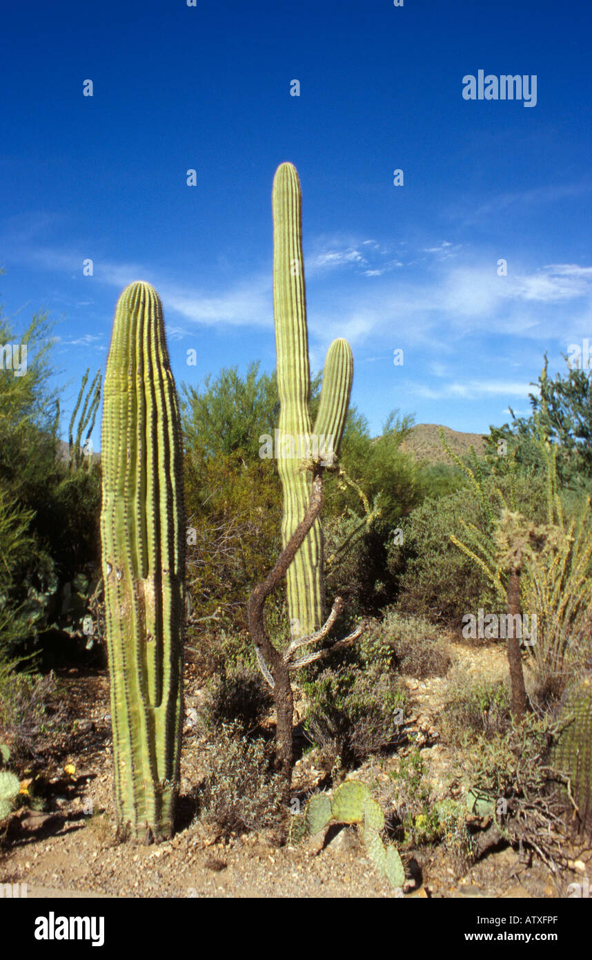 Saguaro cactus Sonora Desert museum Arizona United States of America ...