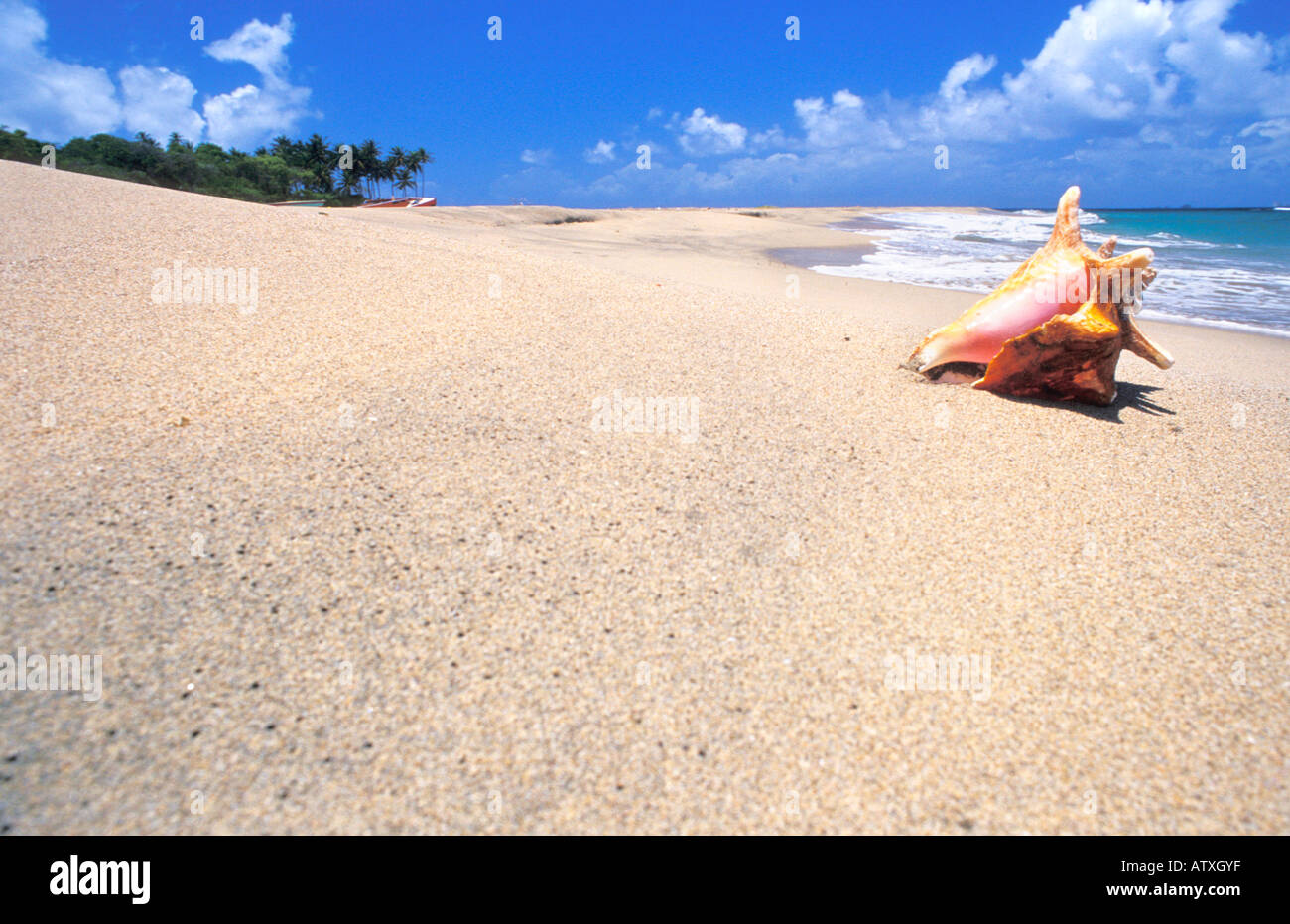 Greanda Sea Shell Beach grenada island caribbean central hi-res stock photography and ...