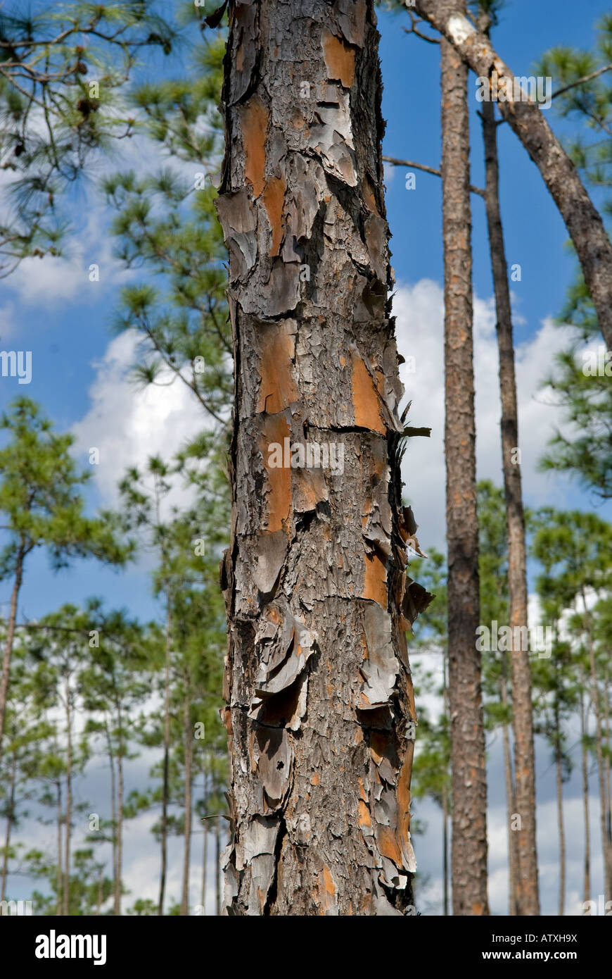 Close-up of the native Florida Slash Pine, an evergreen conifer found predominantly in the everglades of South Florida Stock Photo