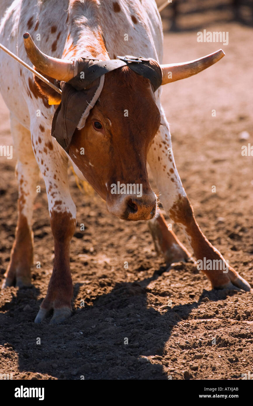 Angry cows hi-res stock photography and images - Alamy
