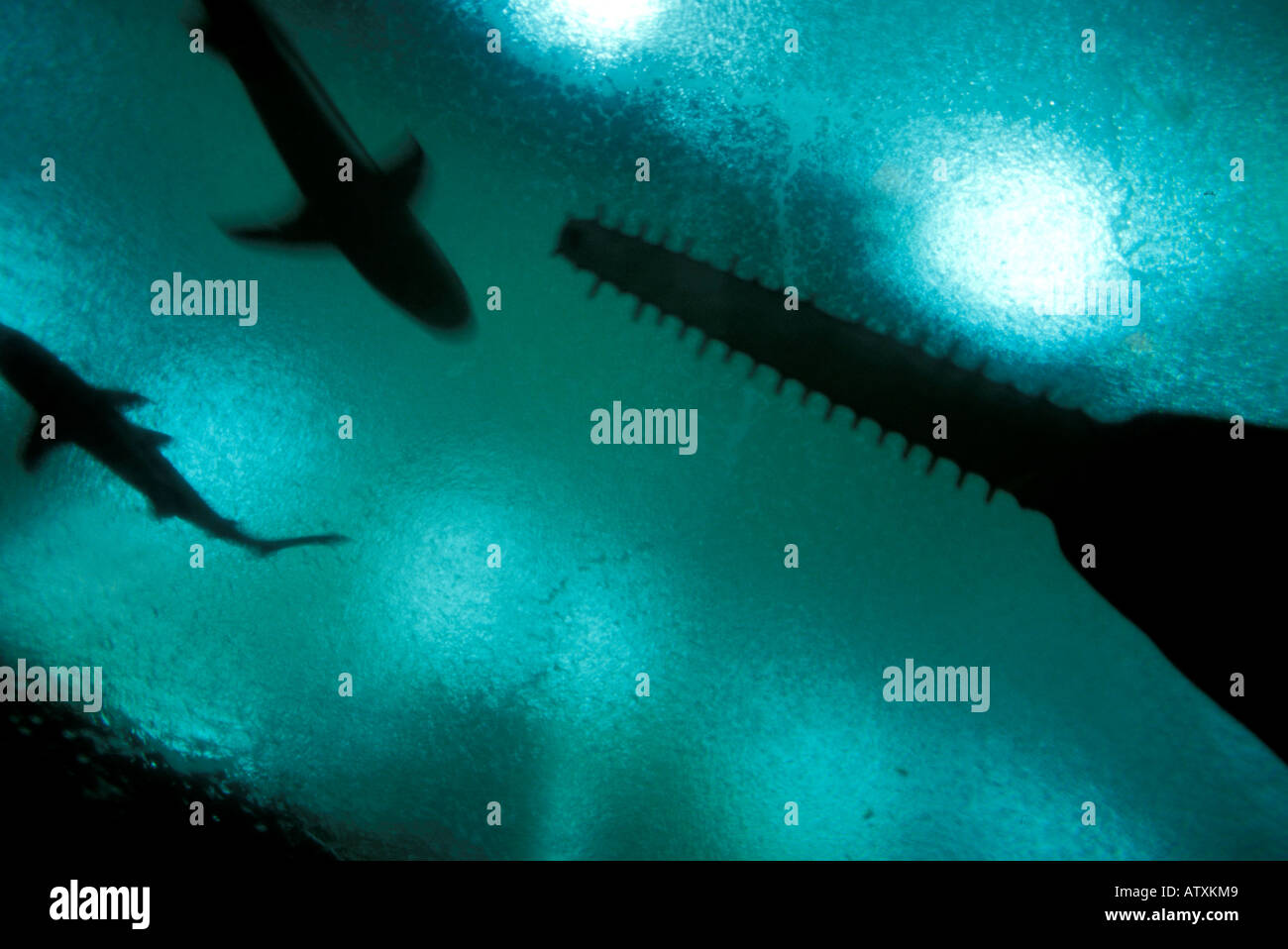 Ocean park hong kong shark hi-res stock photography and images - Alamy