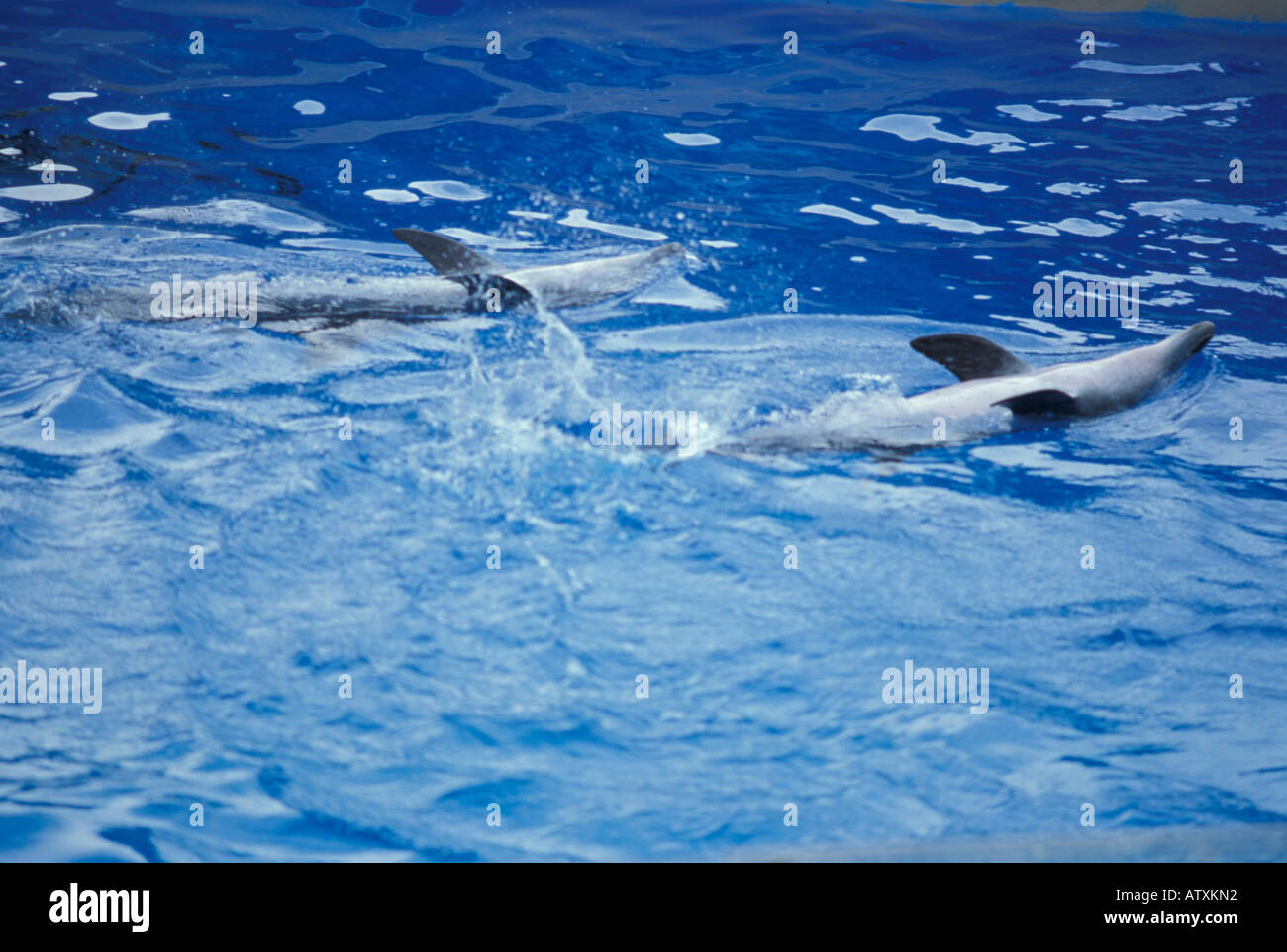 Ocean Park Hong Kong China Asia Stock Photo - Alamy