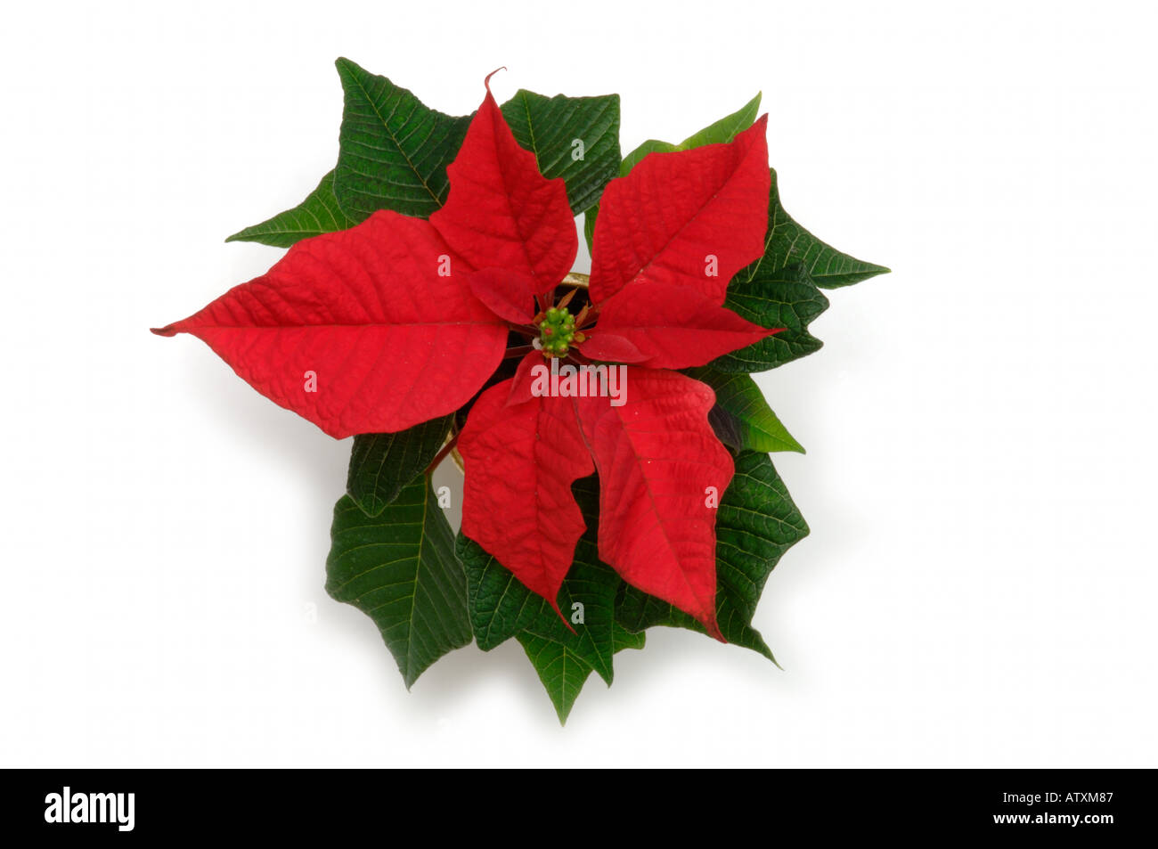 Top view of Red leaves of poinsettia house plant on white background Stock Photo