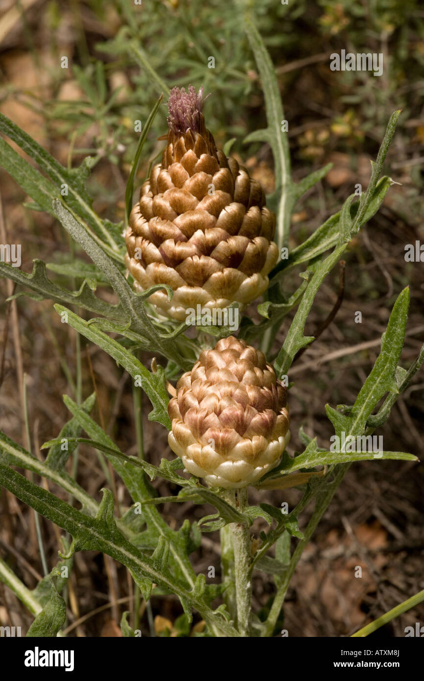 A cone flower Leuzea conifera Pyrenees Stock Photo