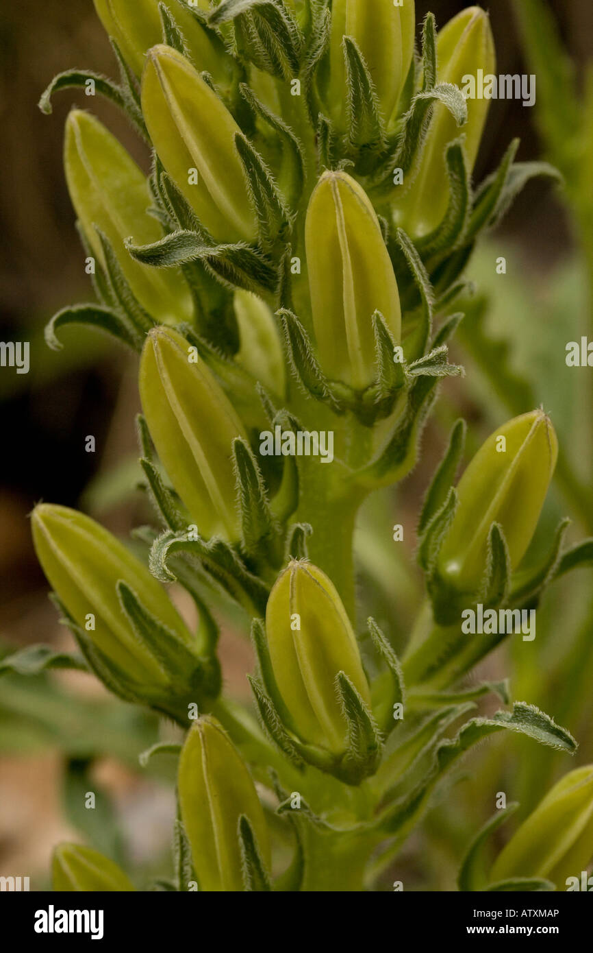 Buds of Pyrenean Bellflower (Campanula speciosa) close-up Stock Photo