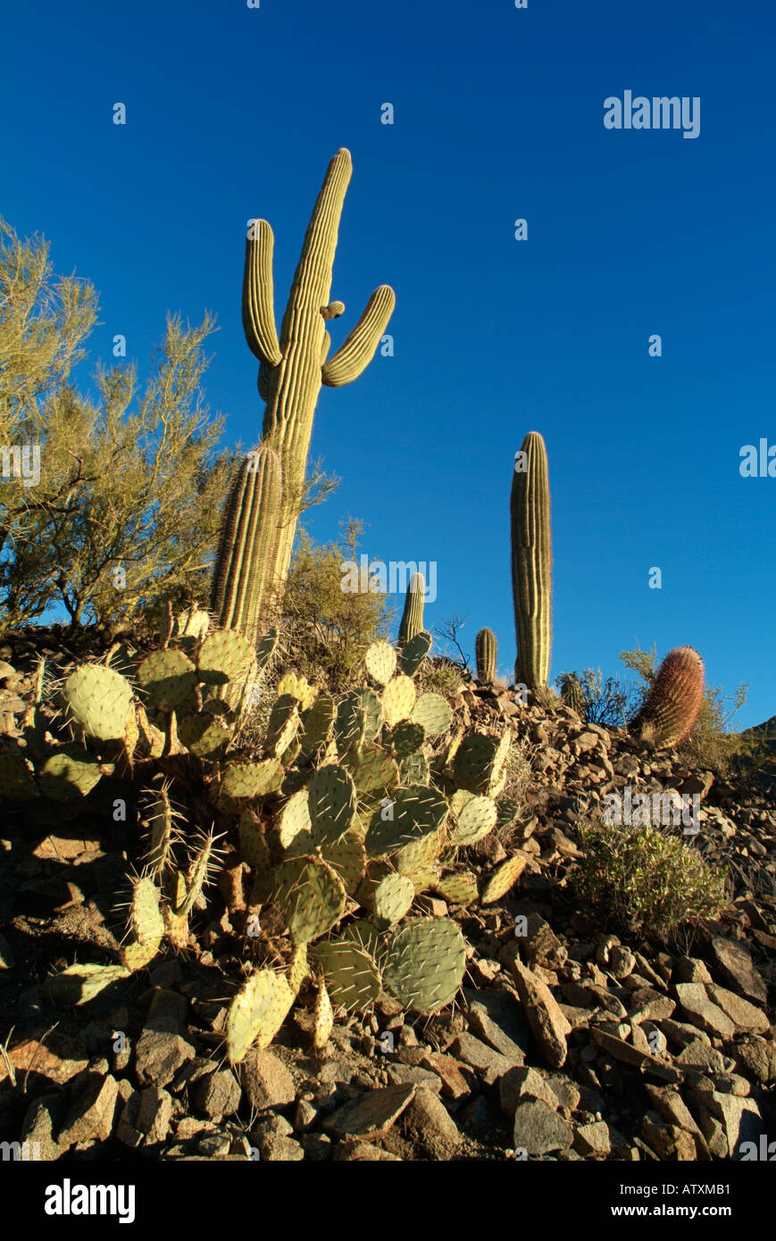 Sonoran Desert Tucson AZ Stock Photo