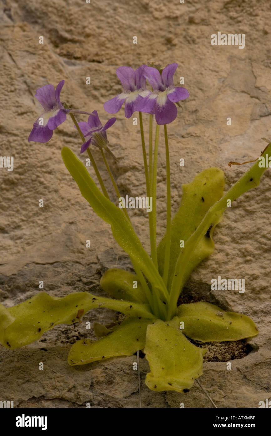 Long-leaved butterwort Pinguicula longifolia; insect-eating wetland plant Stock Photo
