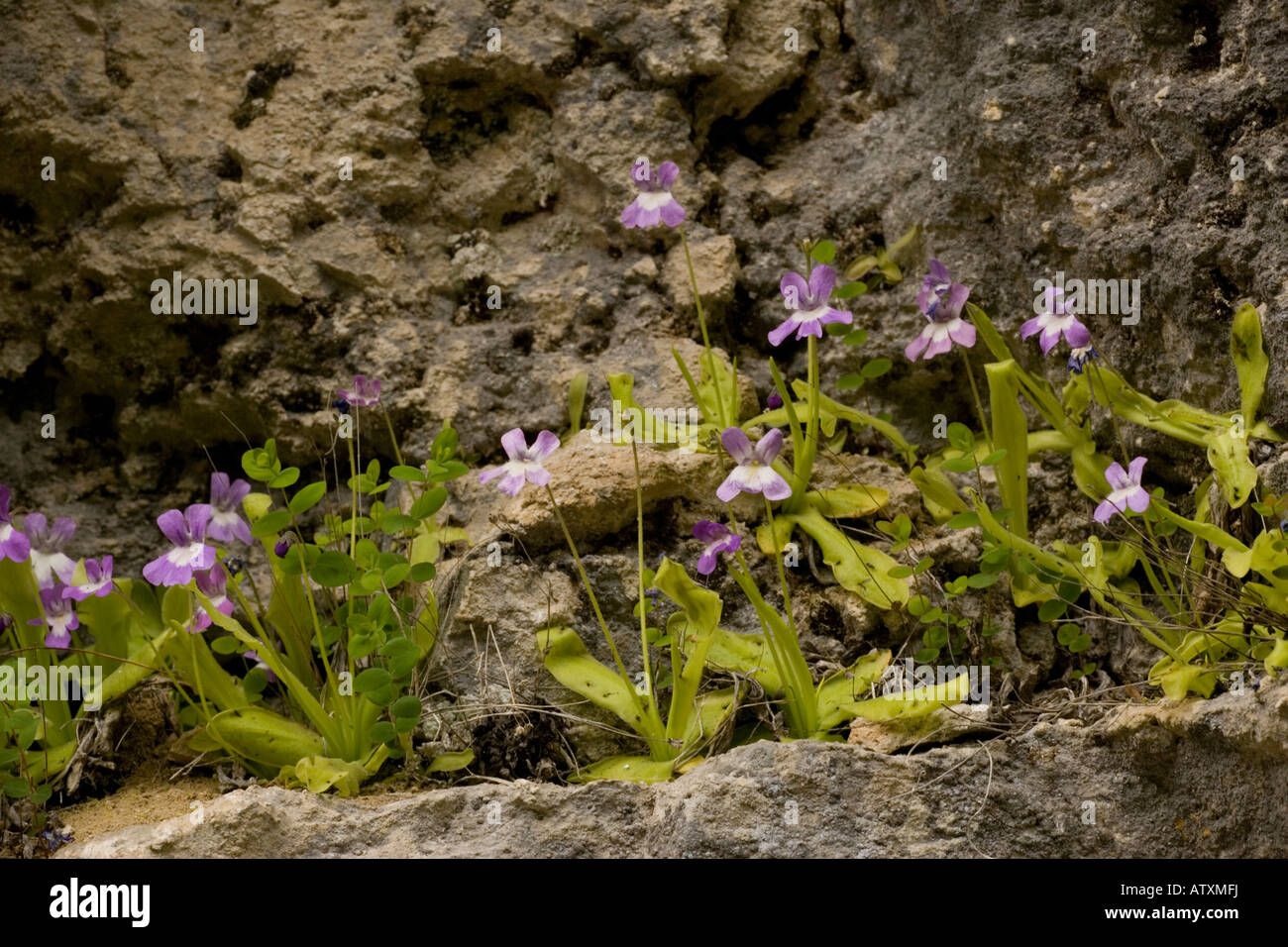 Long leaved Butterwort Pinguicula longifolia on rock ledge Pyrenees Stock Photo