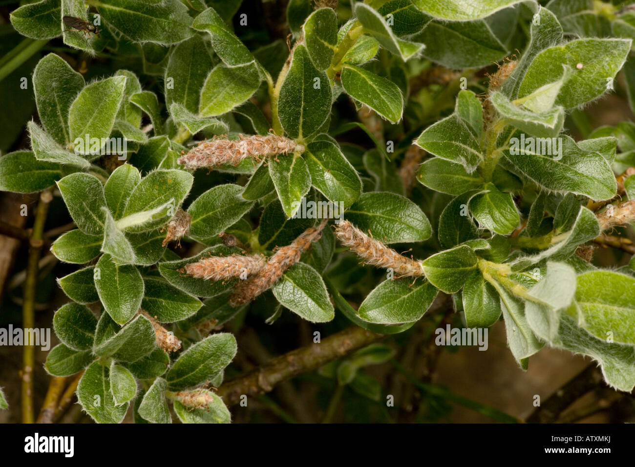 Pyrenean Willow, Salix pyrenaica male flowers Pyrenees endemic Stock Photo