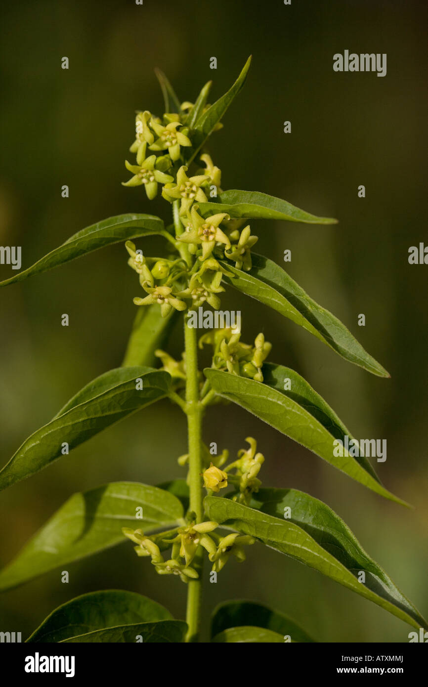 Swallowwort Vincetoxicum hirundinaria Medicinal and toxic plant Pyrenees; asclepiadaceae Stock Photo