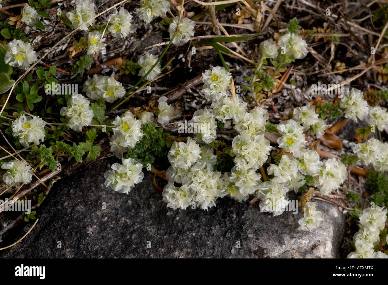 A Paronychia Paronychia kapela high in the Pyrenees Stock Photo