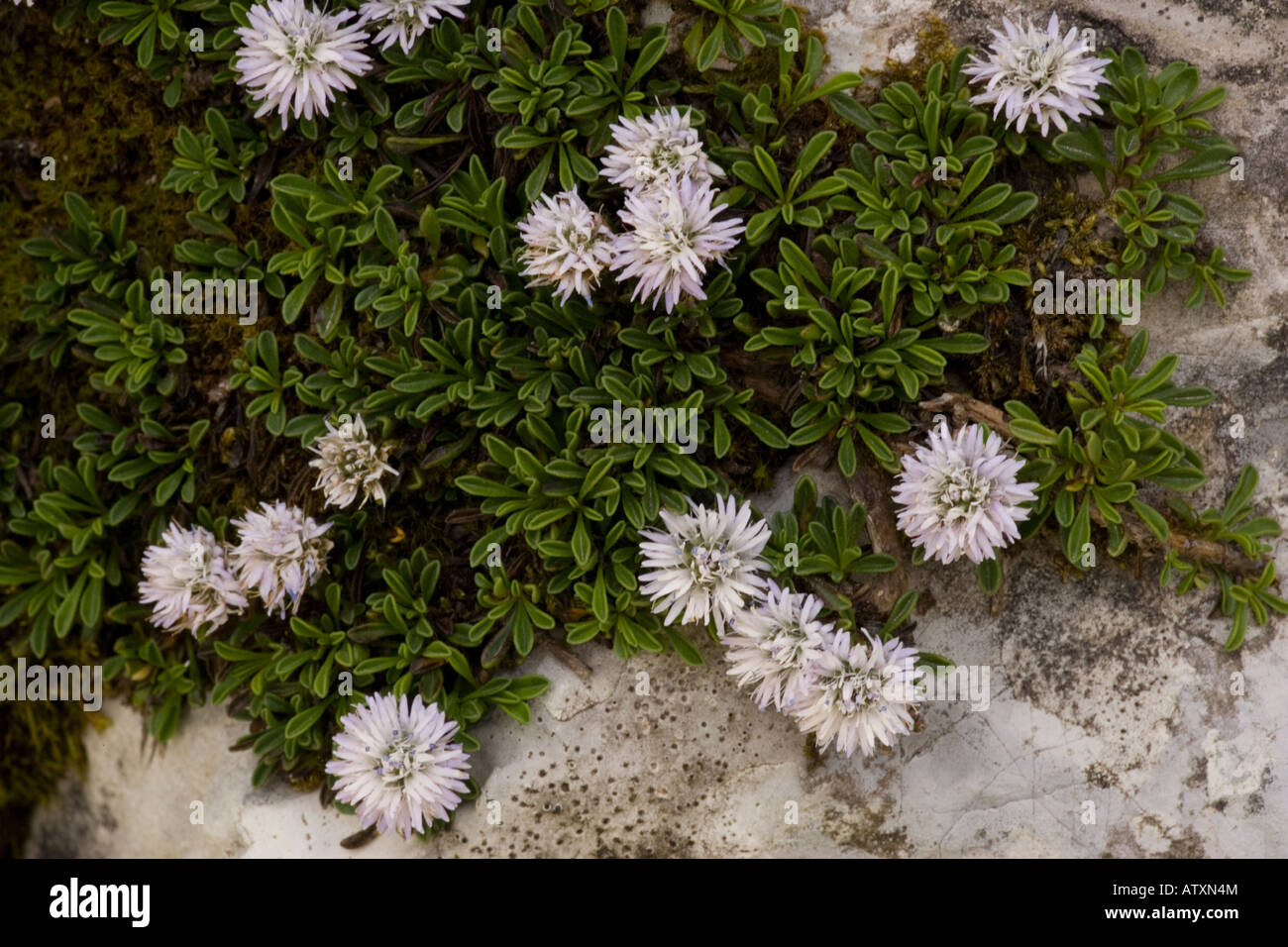 Creeping or dwarf Globularia, Globularia repens Pyrenees Stock Photo