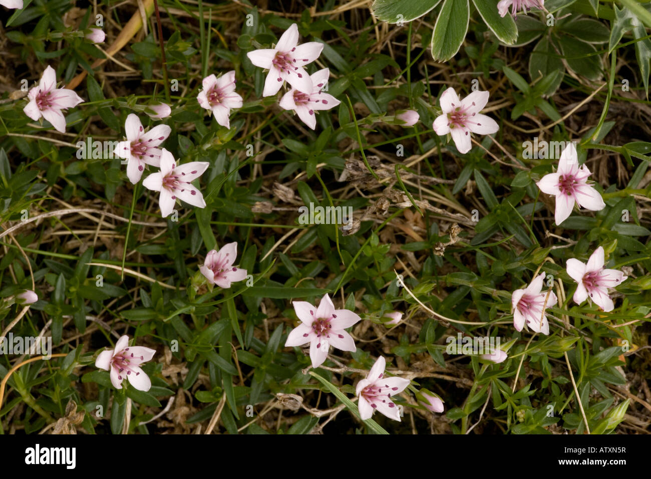Pink Sandwort, Arenaria purpurascens, Pyrenees Stock Photo