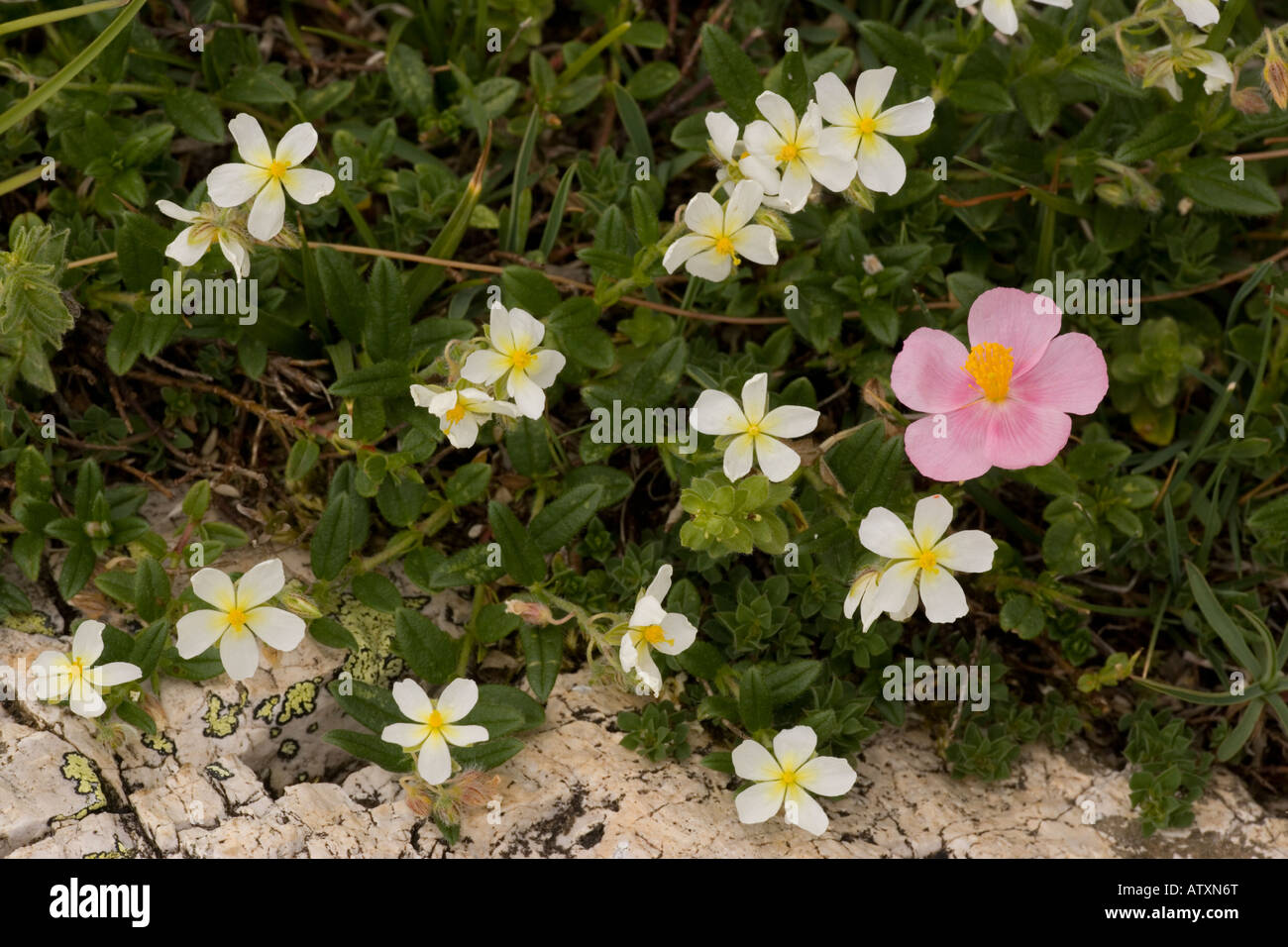 White rockrose, Helianthemum apenninum, with Pink Rockrose Helianthemum nummularium ssp pyrenaicum Pyrenees Stock Photo