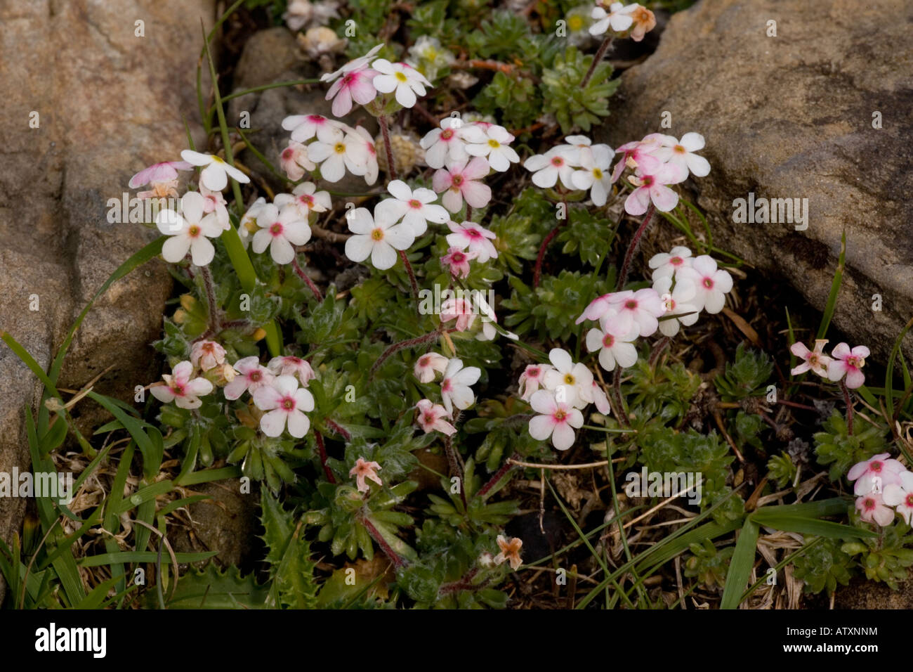 A rock jasmine, Androsace villosa, Pyrenees Stock Photo