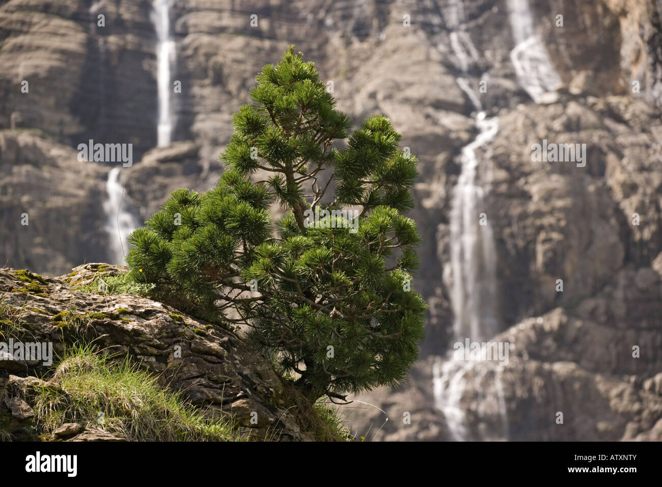 A dwarf Mountain Pine (Pinus uncinata) at high altitude with waterfall behind, Gavarnie, Hautes-Pyrénées, France Stock Photo