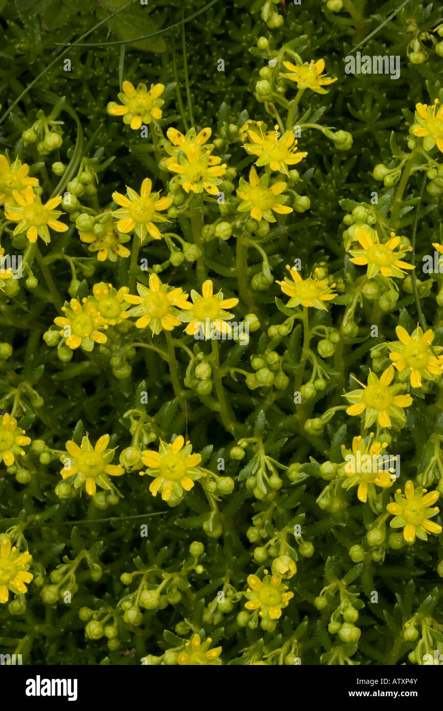 Yellow Saxifrage, Saxifraga aizoides, uncommon mountain plant in UK Stock Photo