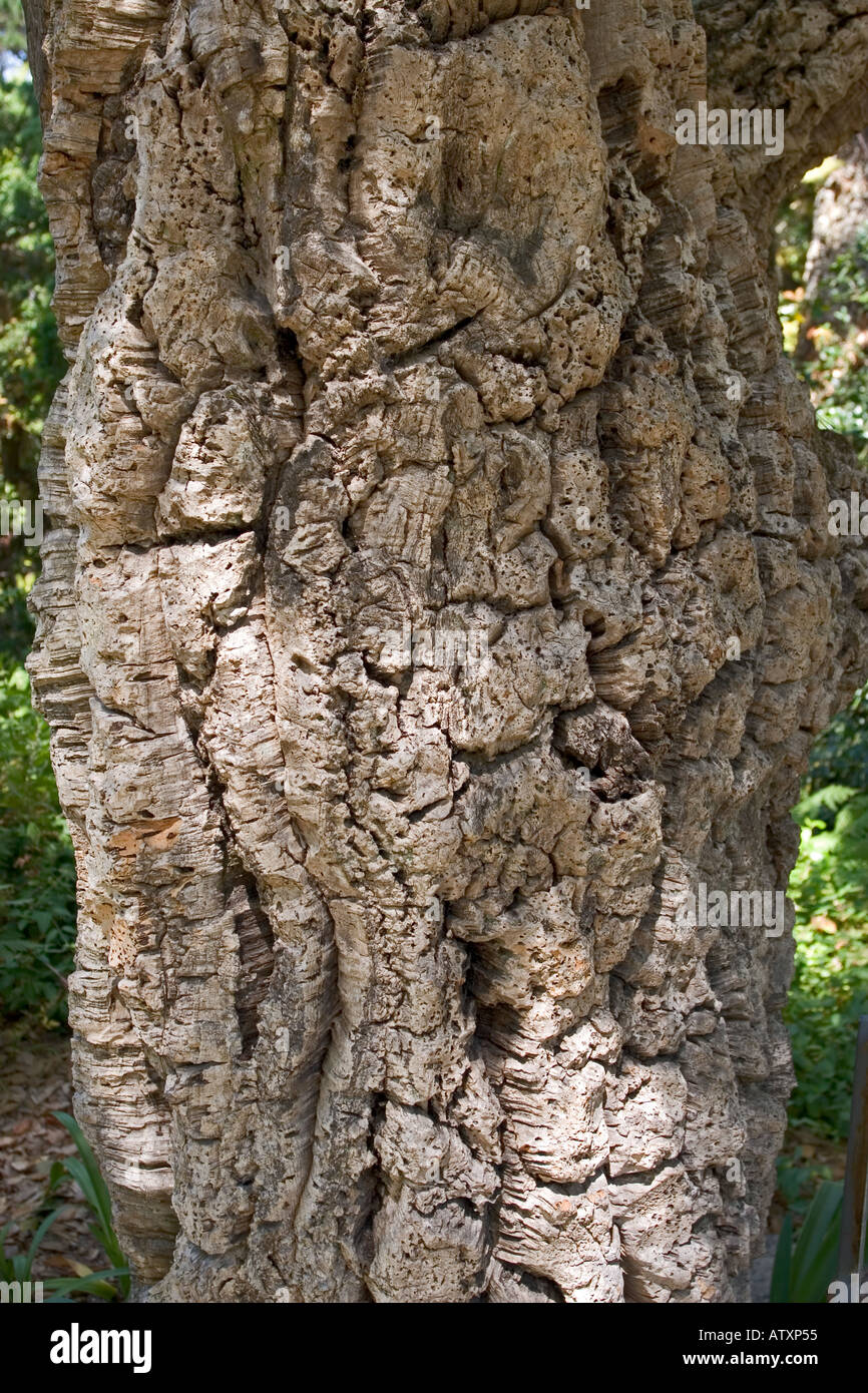Cork Tree Trunk Stock Photo Alamy