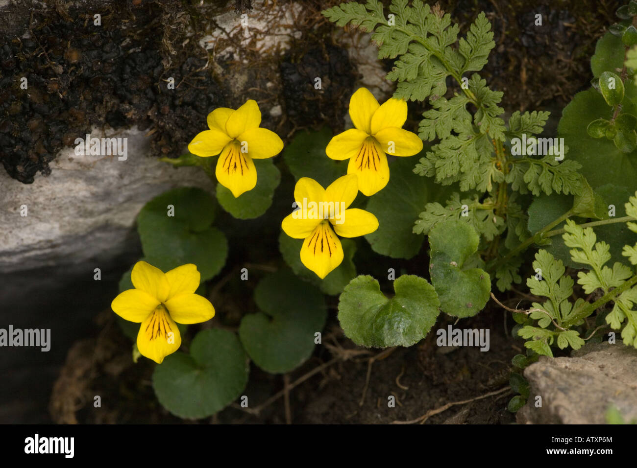 Yellow Wood Violet Viola biflora Pyrenees Stock Photo