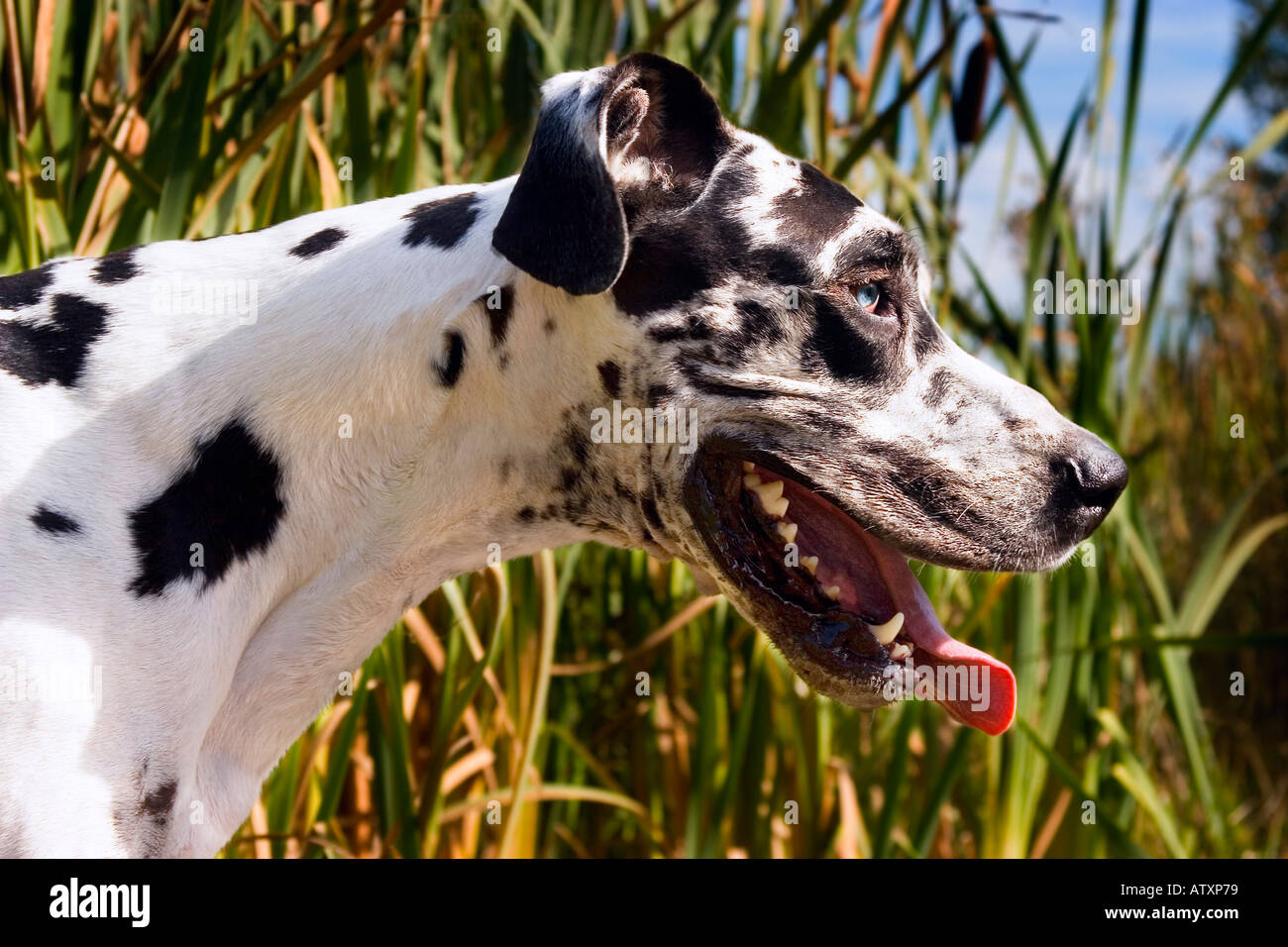 Animals of hi-res stock photography and images - Alamy