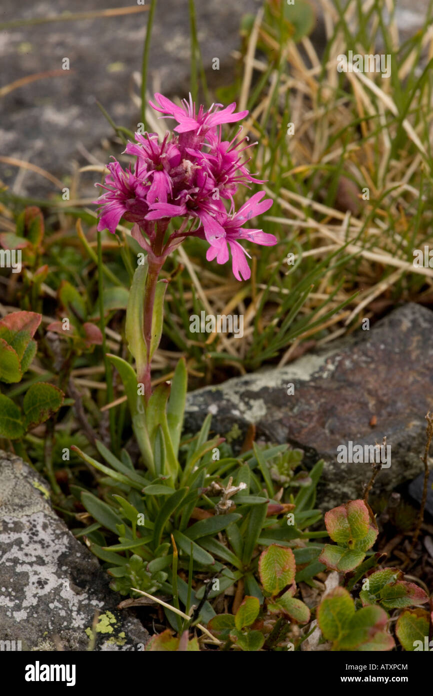 Alpine Lychnis, Lychnis alpina, Viscaria very rare in mountains of UK Stock Photo