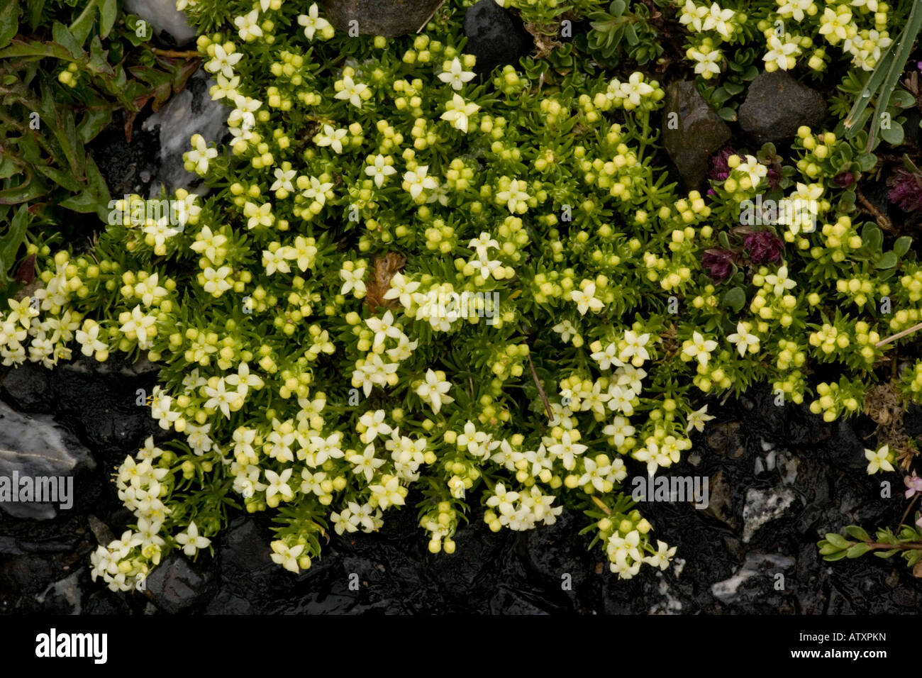 A dwarf bedstraw, Galium caespitosum, endemic to high Pyrenees Stock Photo
