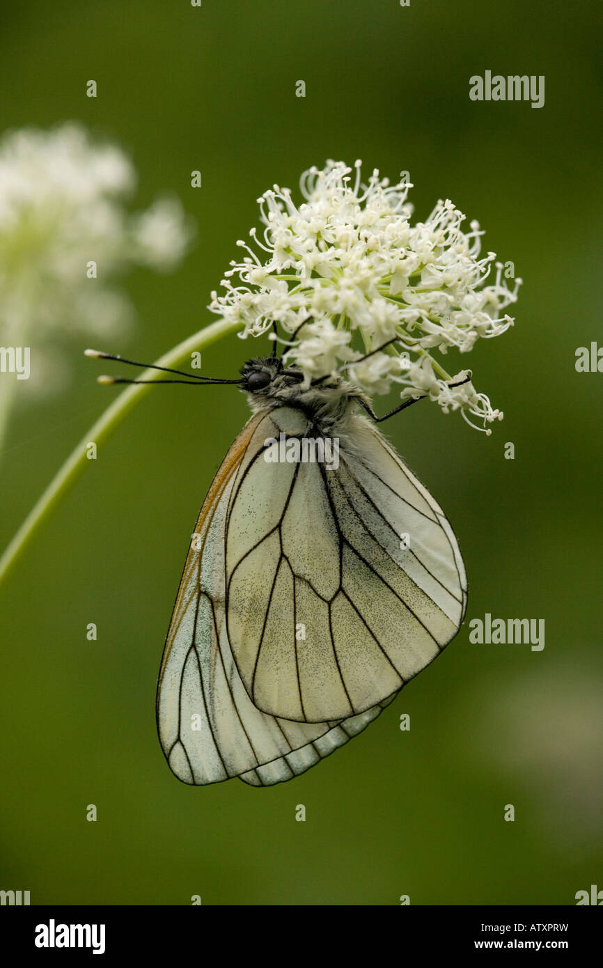 Black veined White Butterfly Aporia Crataegi Stock Photo Alamy black-veined-white-butterfly-aporia-crataegi-stock-photo-alamy