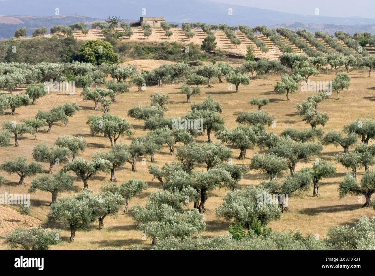 Olive Orchards, Portugal Stock Photo