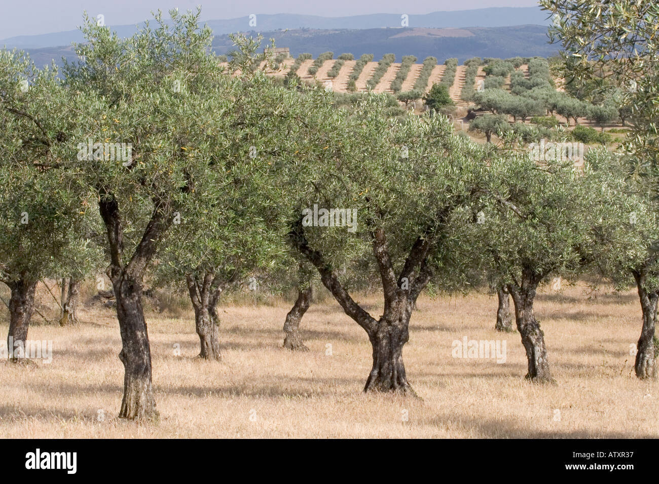 Olive Orchards, Portugal Stock Photo