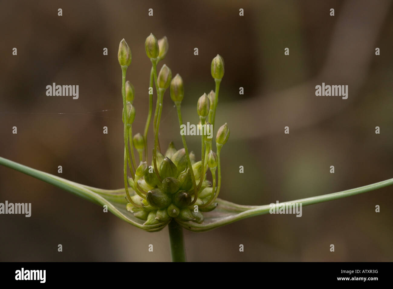 Field garlic (Allium oleraceum) close-up. Uncommon in UK Stock Photo