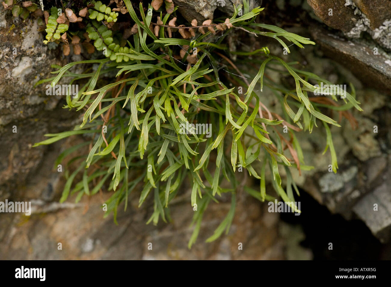 Forked Spleenwort, Asplenium septentrionale, very rare in UK Stock Photo
