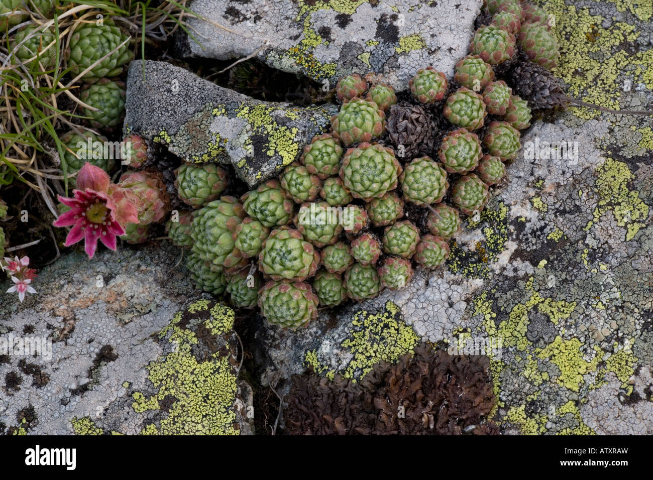cobweb houseleek rosettes (Sempervivum arachnoideum) with lichen on ...