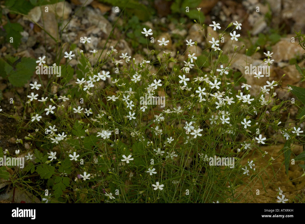 Rock campion, Silene rupestris Stock Photo Alamy