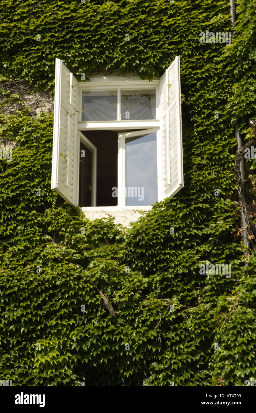 old house, overgrown with clamberer Stock Photo