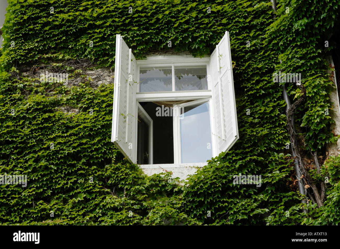 old house, overgrown with clamberer Stock Photo