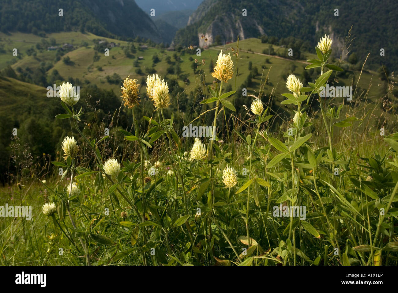 Hungarian Clover, Trifolium pannonicum in mountain pasture Romania Stock Photo