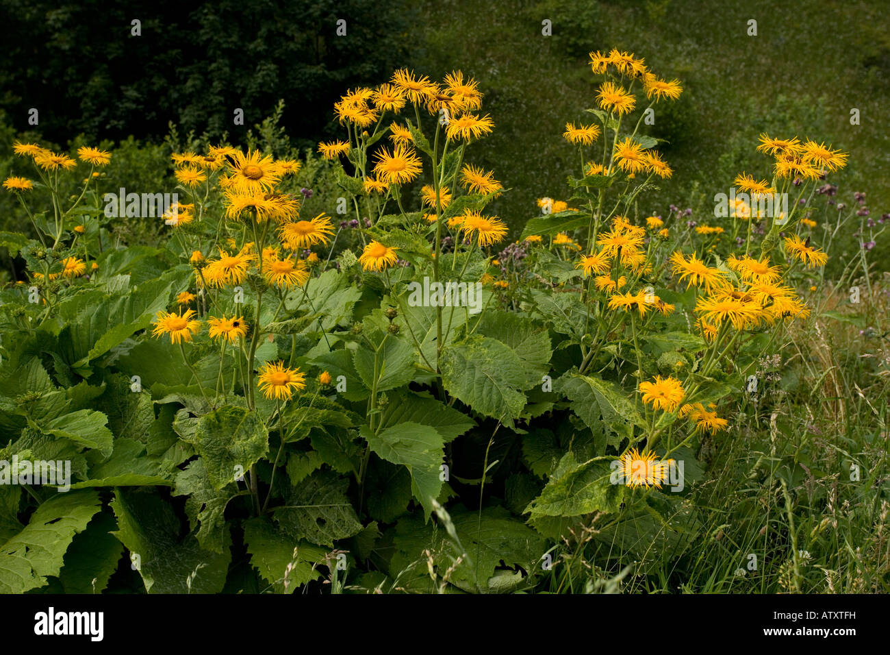 Telekia speciosa large composite in flower Romania Stock Photo