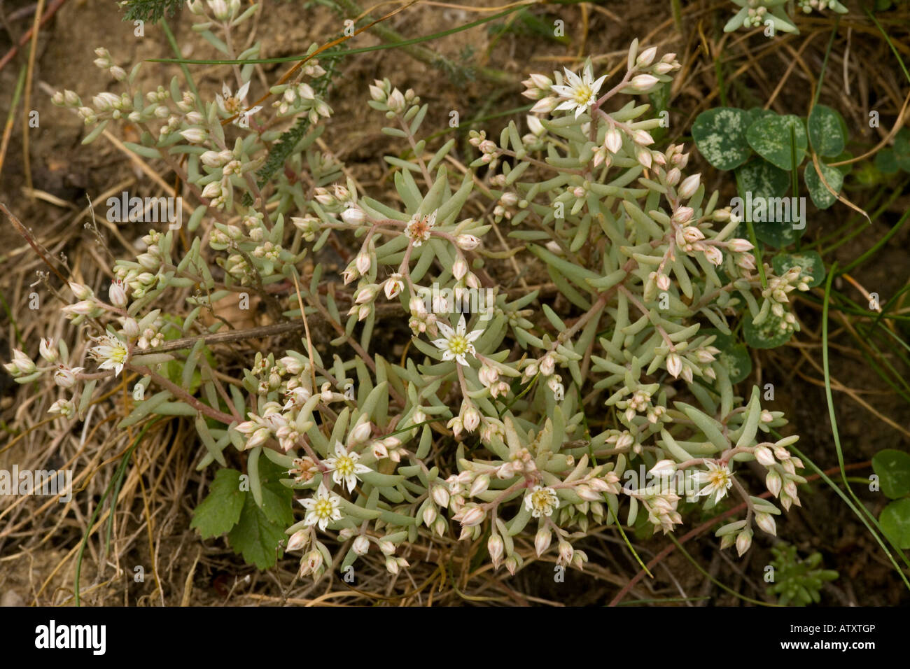 Spanish Stonecrop, Sedum hispanicum Stock Photo