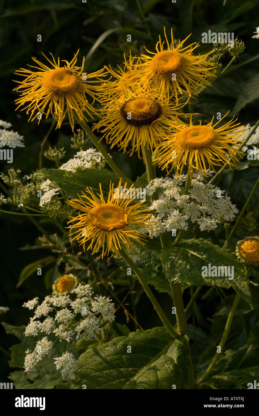 Telekia speciosa large composite in flower, Romania Stock Photo