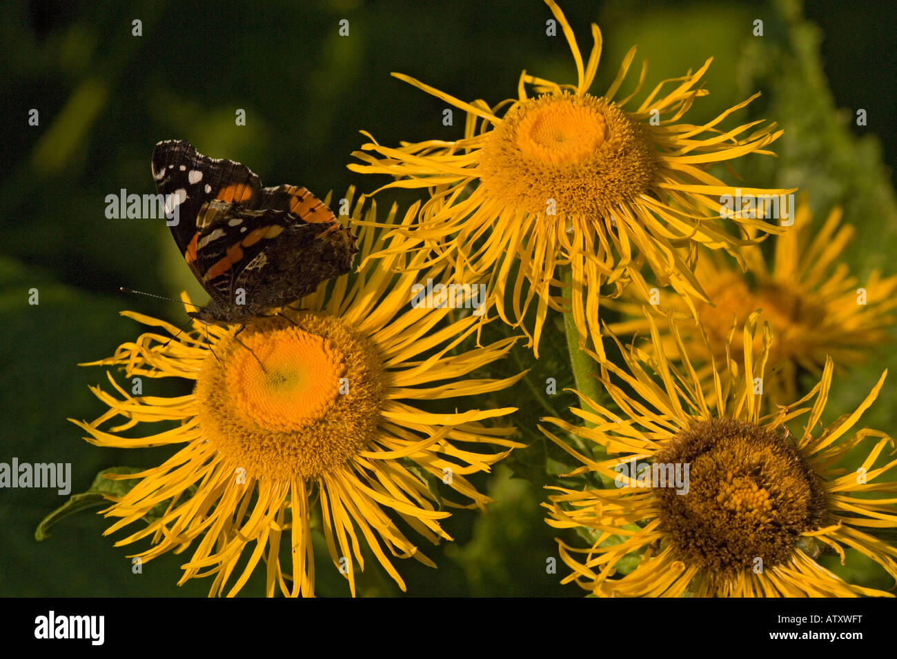 Telekia speciosa with Red Admiral butterfly on Stock Photo