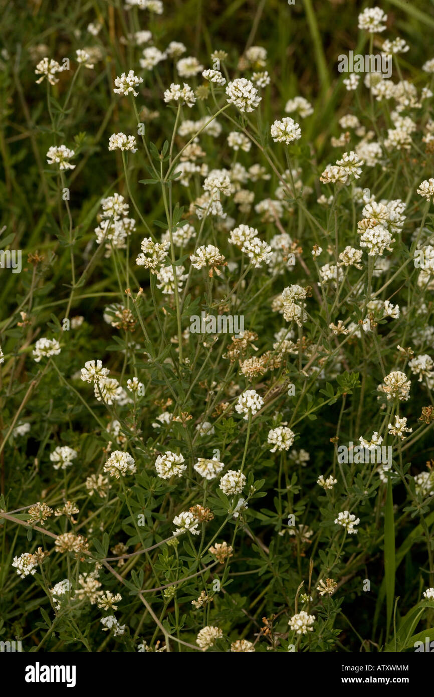 A Dorycnium Dorycnium pentaphyllum ssp herbacea Romania Stock Photo