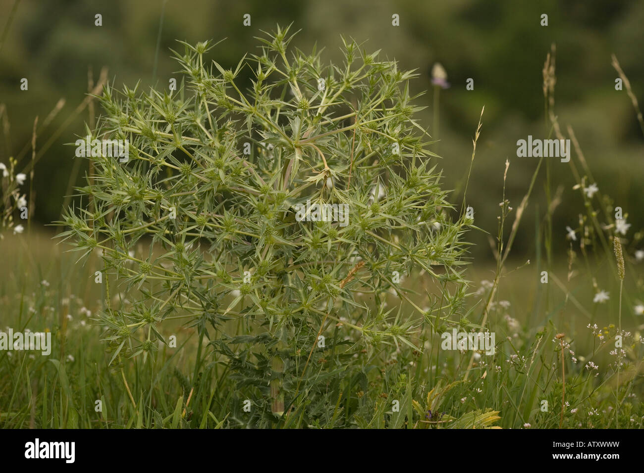 Field Eryngo Eryngium campestre very rare in UK Stock Photo Alamy