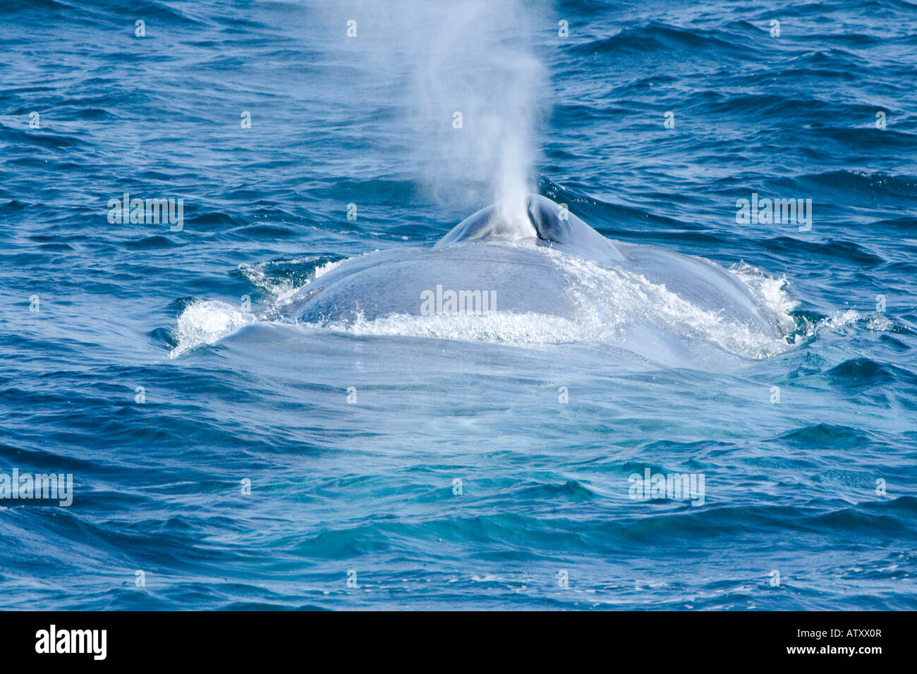 A blue whale, Balaenoptera musculus, surfaces off the coast of California, USA. Stock Photo